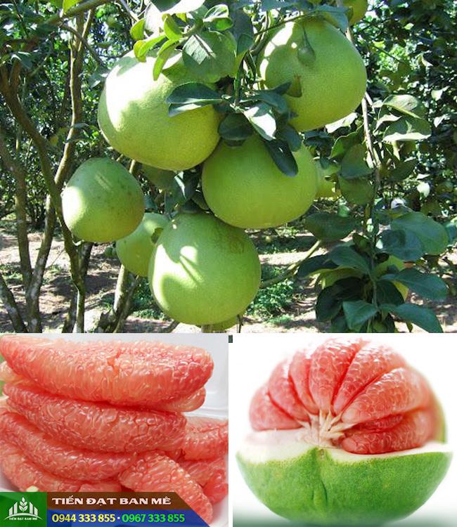 Bưởi da xanh ruột hồng (ruột đỏ) Bưởi da xanh ruột hồng (ruột đỏ)
