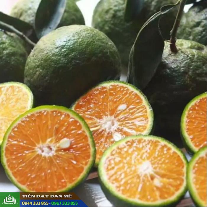 cam_sanh_giong_cam_thom_ngon_de_trong Cam sành: Giống cam thơm ngon dễ trồng