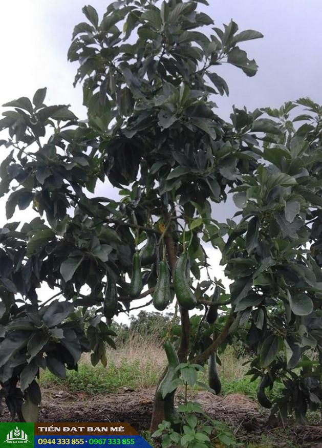 cay_bo_034_trong_2_nam_bat_dau_ra_trai Cây bơ 034 trồng 2 năm bắt đầu ra trái