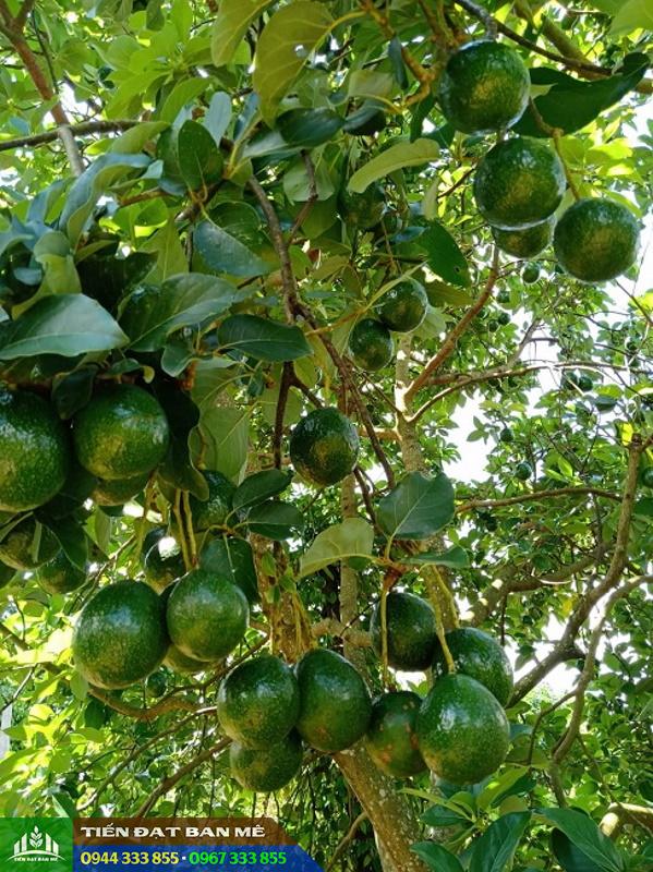 cay_bo_booth_7_bo_sap_trai_vu Cây bơ Booth 7 (Giống bơ sáp trái vụ - vụ muộn)