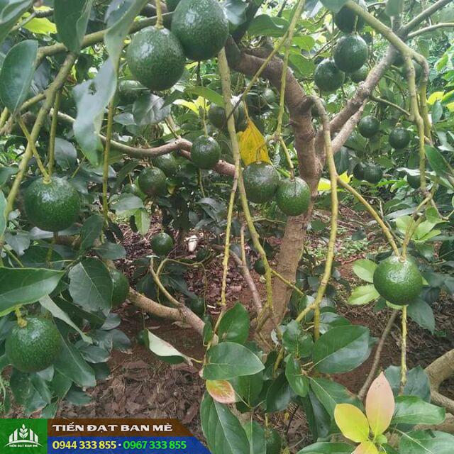 cay_bo_booth_7_giong_bo_sap_trai_vu Cây bơ booth 7 (giống bơ sáp trái vụ)