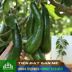Cây giống bơ 034 ghép (Bơ sáp trái dài)