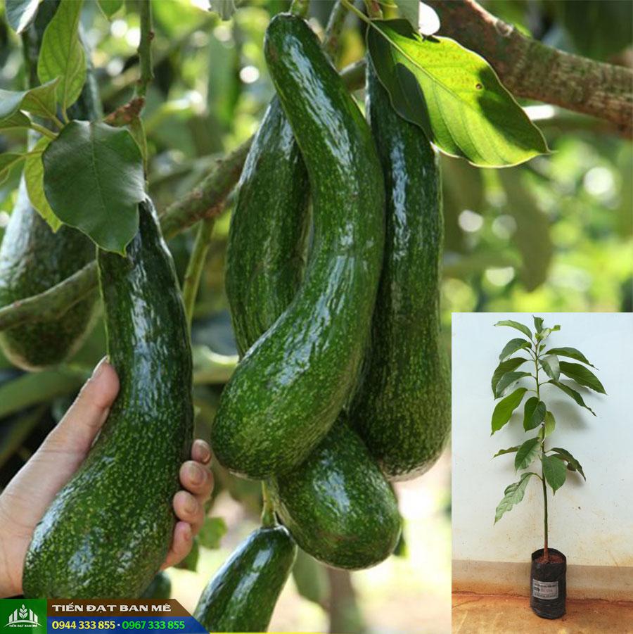 cay_giong_bo_034_ghep_bo_sap_trai_dai Cây giống bơ 034 ghép (Bơ sáp trái dài)