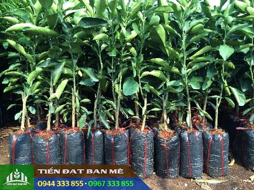 cay_giong_buoi_da_xanh_ruot_hong Cung cấp cây giống bưởi da xanh ruột đỏ