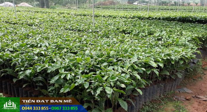 cay_giong_ca_phe_ghep Cung cấp cây giống cà phê ghép các giống nổi trội