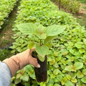Cây giống gáo tròn (Gáo đỏ Buôn Đôn)