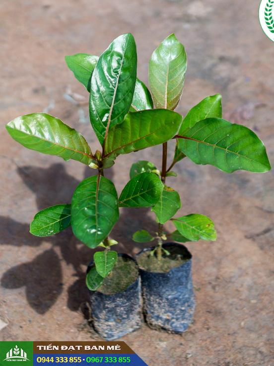 cay_giong_gao_vang_lay_go Cây giống gáo vàng lấy gỗ