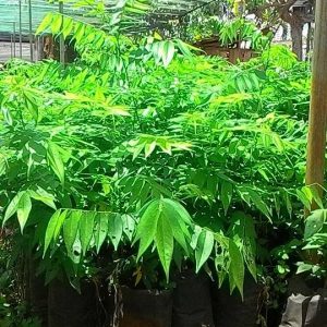 Cung cấp cây giống lồng mức làm trụ tiêu