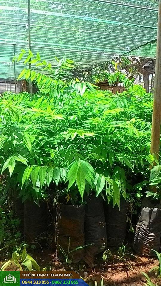 cay_giong_long_muc_h1 Cung cấp cây giống lồng mức làm trụ tiêu