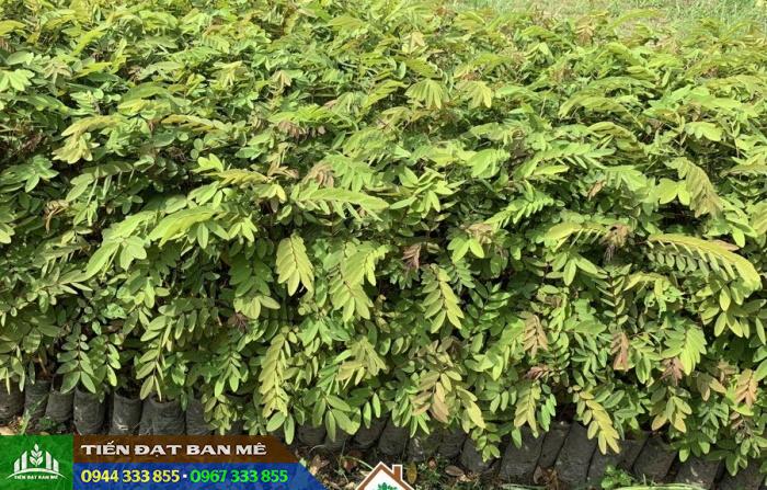 cay_giong_muong_den Cây giống muồng đen (muồng xiêm)