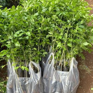 Bán cây giống núc nác trồng tiêu (còn gọi là cây cảnh hạnh phúc)