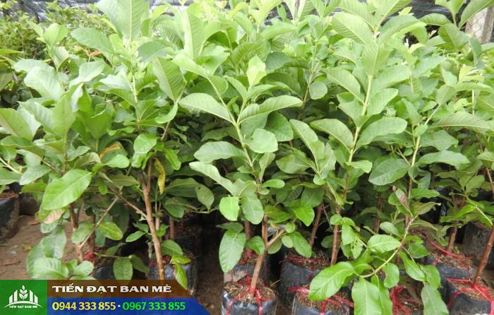 cay_giong_oi_le_dai_loan Mua cây giống ổi lê Đài Loan ở đâu đảm bảo