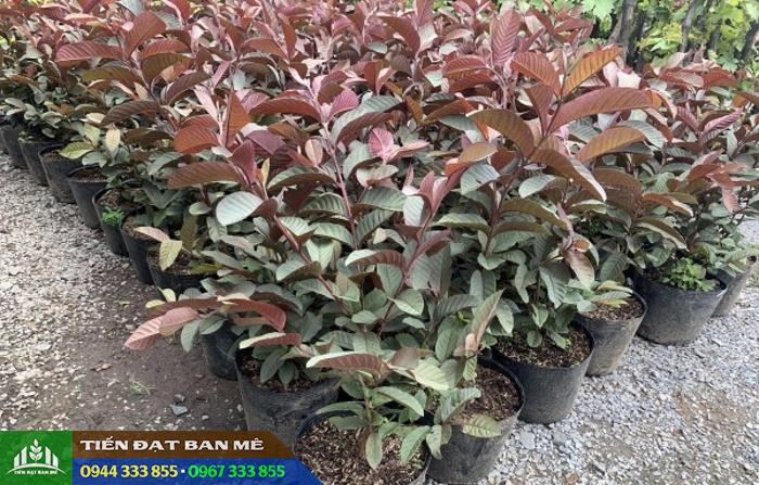 cay_giong_oi_tim_malaysia Cây giống ổi tím Malaysia