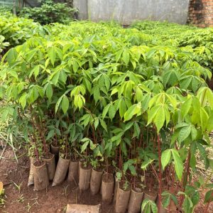 Cây giống gòn (cây giống bông gòn)
