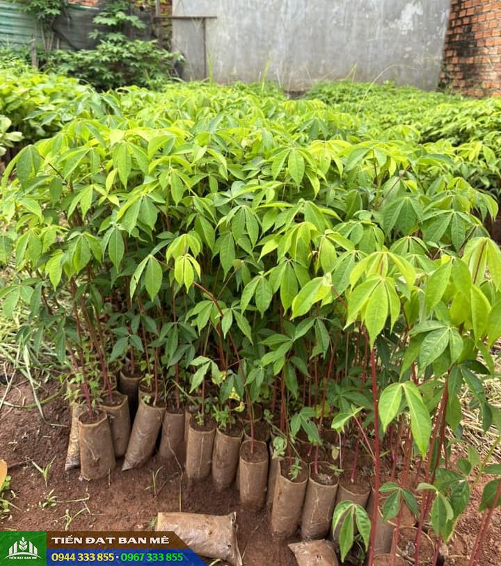 cay_gon_cay_bong_gon_giong Cây giống gòn (cây giống bông gòn)