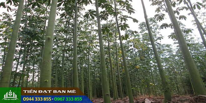 cay_gon_lon_trong_lam_tru_tieu Cây gòn lớn trồng làm trụ tiêu