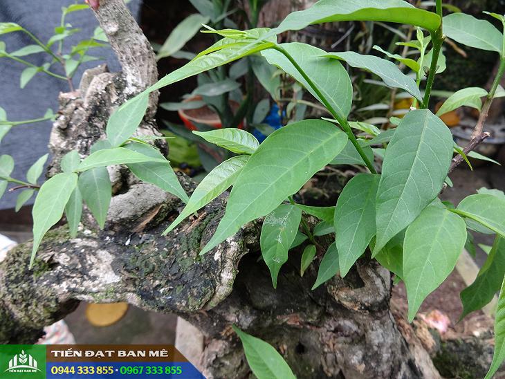 cay_long_muc_thung_muc_lam_phoi_cay_canh Cây lồng mức (thừng mực) làm phôi ghép mai chiếu thủy