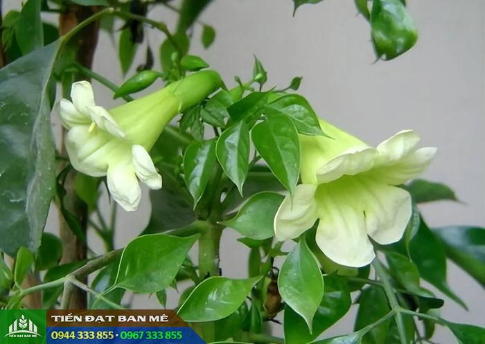 cay_nuc_trong_tieu_cay_hanh_phuc Cây núc nác trồng tiêu (còn gọi là cây hạnh phúc)