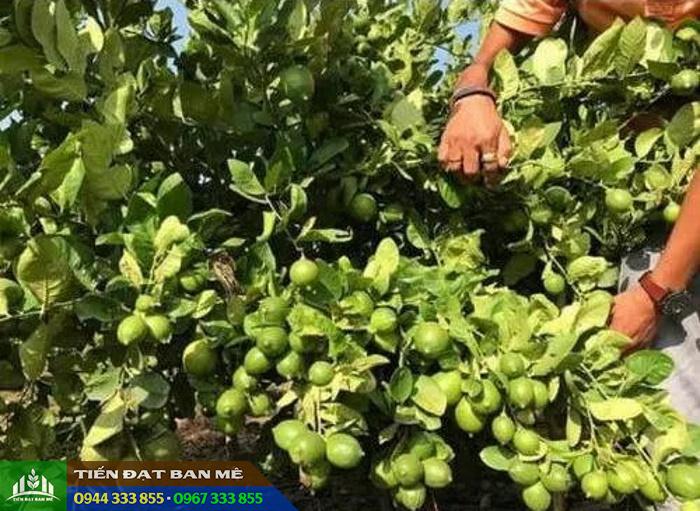 chanh_khong_hat_trai_chum Chanh không hạt ra trái dạng chùm