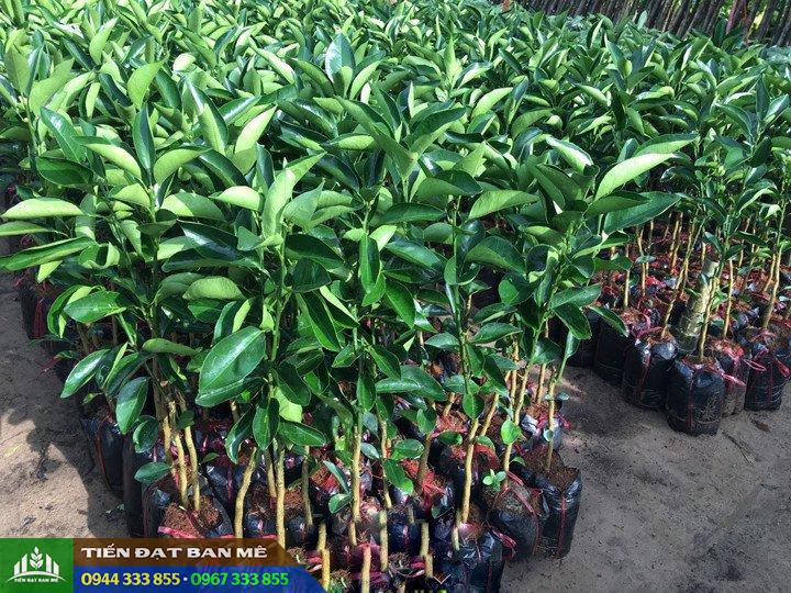 cung_cap_cay_giong_cam_sanh_cam_sanh_cam_xoan_cam_vinh_cam_cara Cung cấp cây giống cam (Cam sành, cam xoàn, cam vinh, cam cara)