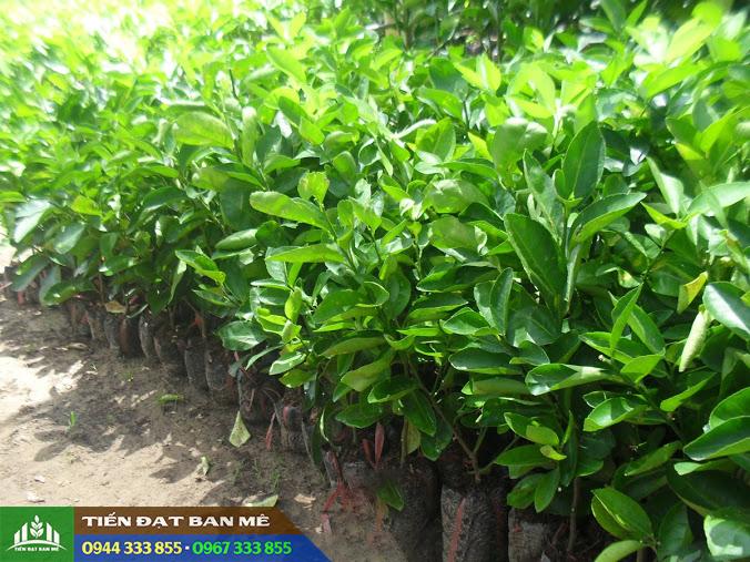 cung_cap_cay_giong_chanh_cac_loai Cung cấp cây giống chanh ghép các loại