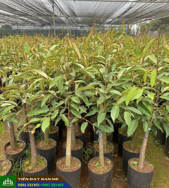 dia_chi_cung_cap_giong_sau_rieng_ri6_monthon_musang_king_black_thorn Địa chỉ cung cấp giống sầu riêng Ri 6, Monthon, Musang King, Black Thorn