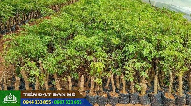 Cây giống đinh lăng lá nhỏ (đinh lăng nếp)