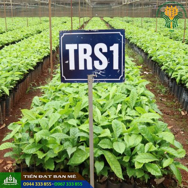 Giống cà phê vối TRS1 - Viện Eakmat