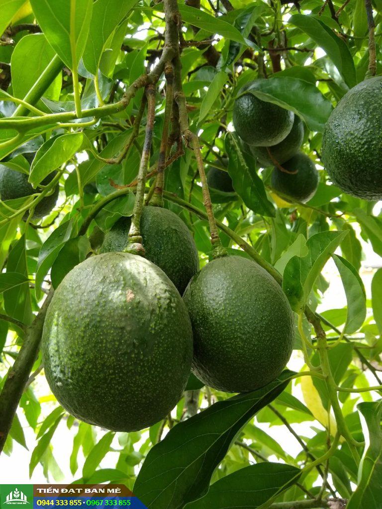 giong_bo_reed_bo_sap_my_trai_tron Giống bơ Reed (Bơ sáp Mỹ trái tròn)