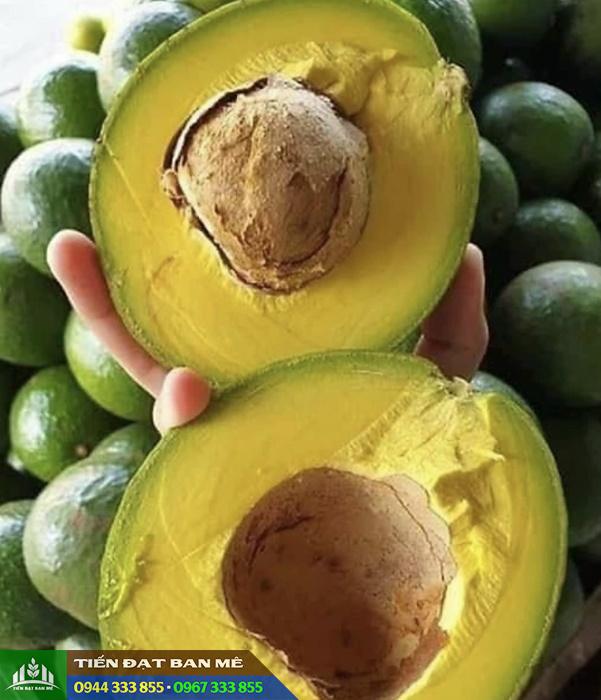 giong_bo_sap_booth_7_thom_ngon Giống bơ sáp Booth 7 thơm ngon