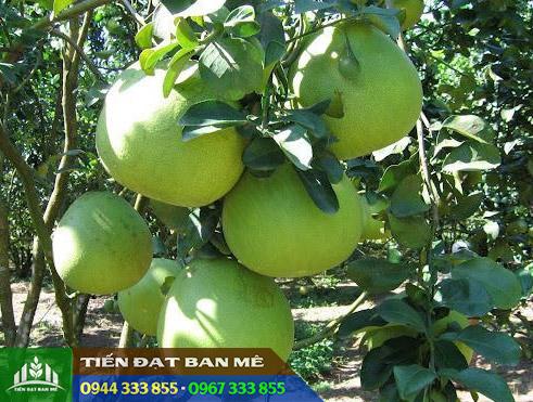 giong_buoi_da_xanh_ruot_hong Giống bưởi da xanh ruột hồng