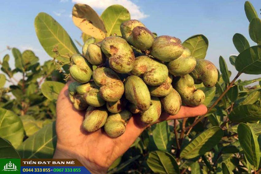 giong_cay_dieu_ghep_ab29 Giống cây điều ghép AB29