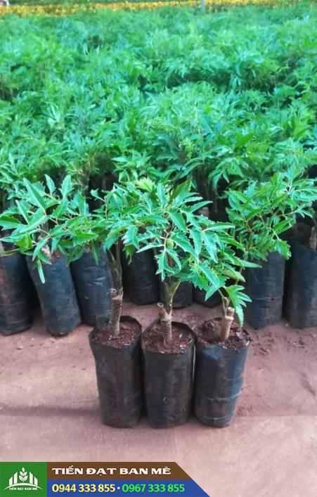 giong_cay_dinh_lang_nep_la_nho Giống cây đinh lăng nếp lá nhỏ