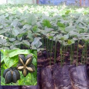 Cung cấp giống cây Sachi (Cây sacha inchi)