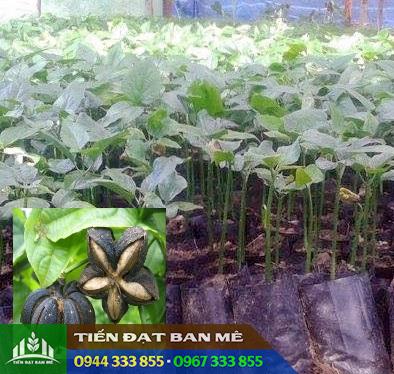 Cung cấp giống cây Sachi (Cây sacha inchi) Cung cấp giống cây Sachi (Cây sacha inchi)