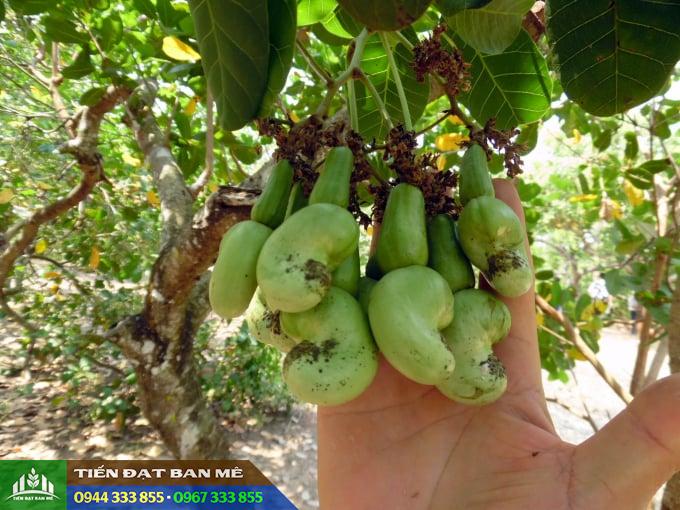 giong_dieu_ghep_ab29 Giống điều ghép AB29 năng suất cao