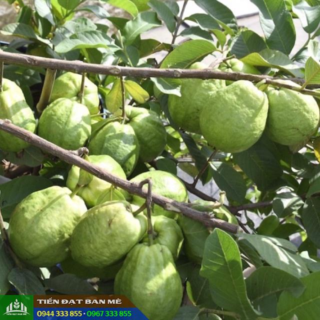 giong_oi_le_dai_loan Giống ổi lê Đài Loan