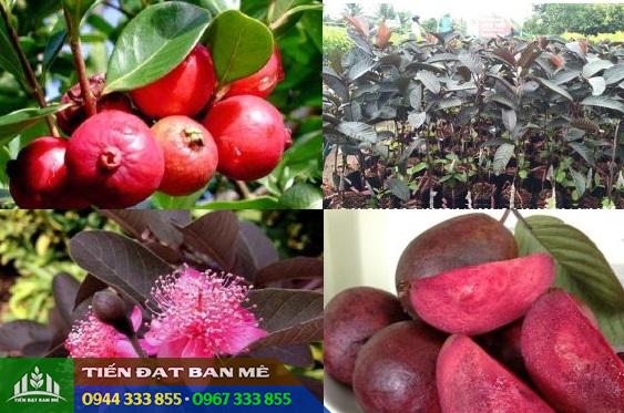 giong_oi_tim_malaysia_giong_oi_moi_doc_la Giống ổi tím Malaysia, giống ổi mới độc lạ