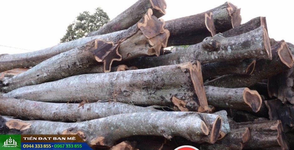 Gỗ muồng đen thuộc loại gỗ quý giá trị cao