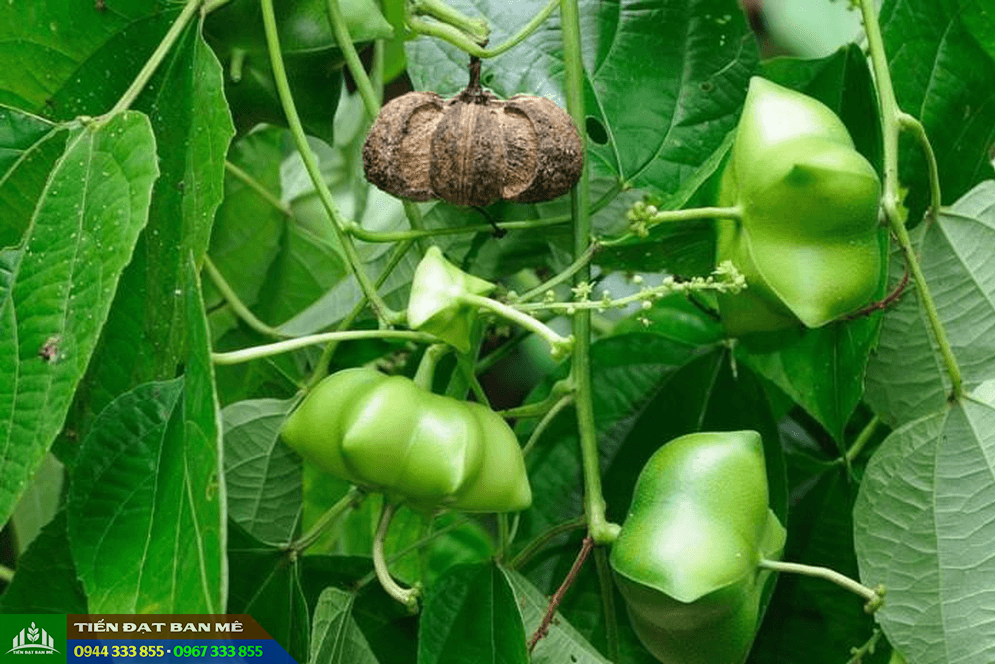 Cây sachi là giống cây trồng tiềm năng kinh tế cao Cây sachi là giống cây trồng tiềm năng kinh tế cao