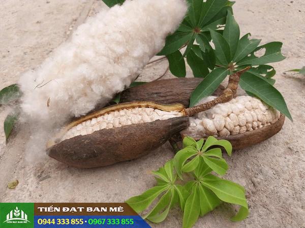 hinh_anh_cay_bong_gon Hình ảnh cây bông gòn (cây gòn) Ceiba pentandra