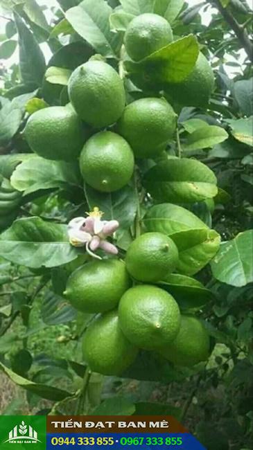 hinh_anh_giong_chanh_khong_hat_trai_chum Hình ảnh giống chanh không hạt trái chùm