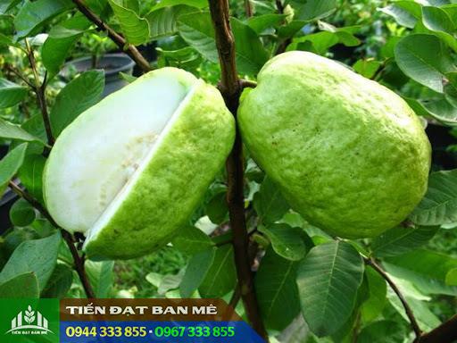 hinh_anh_giong_oi_le_dai_loan Hình ảnh giống ổi lê Đài Loan