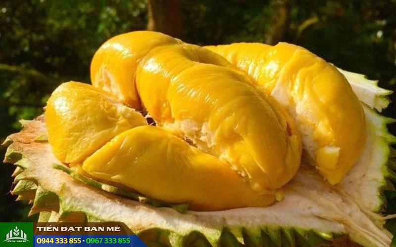 hinh_anh_giong_sau_rieng_ri_6 Hình ảnh giống sầu riêng Ri6