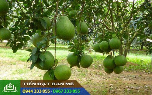 ky_thuat_trong_buoi_da_xanh Kỹ thuật trồng bưởi da xanh ruột đỏ