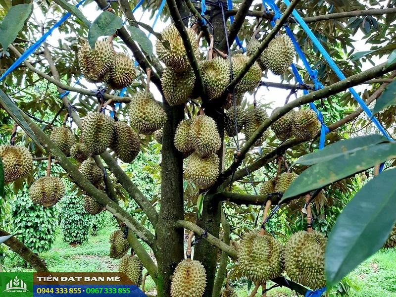 ky_thuat_trong_giong_sau_rieng_ri_6 Kỹ thuật trồng giống sầu riêng Ri6