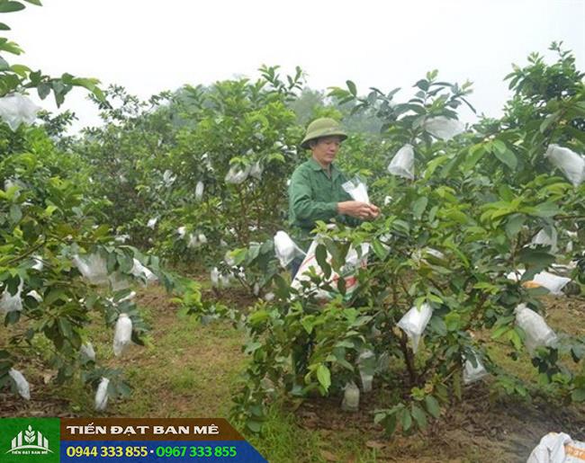 ky_thuat_trong_oi_le_dai_loan Kỹ thuật trồng ổi lê Đài Loan