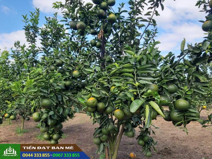 ky_thuat_trong_va_cham_soc_cay_cam Kỹ thuật trồng và chăm sóc cây cam