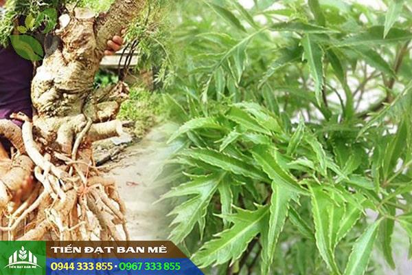 Cây đinh lăng nếp làm thuốc (rễ củ thân lá)