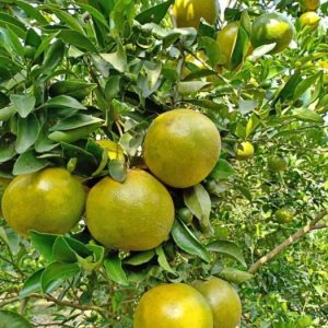 Quýt đường, giống cây có múi giá trị kinh tế cao